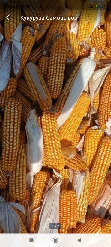 корм токмок: Жугоруу алабыз оптовый келишим бада.бишкек — 2