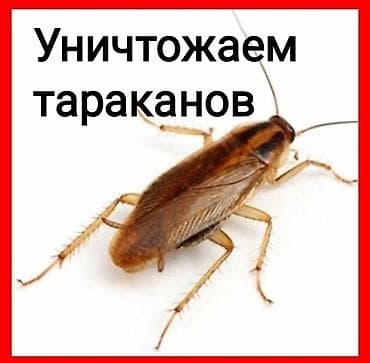 Дезинфекция, дезинсекция: Дезинфекция, дезинсекция, | Клопы, Блохи, Тараканы, | Транспорт, Офисы, Квартиры — 1