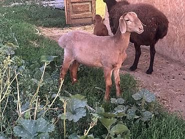 Продаю | Овца (самка) | Для разведения | Матка, Ярка at lalafo.kg Продаю | Овца (самка) | Для разведения | Матка, Ярка