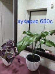 кастрюля большая: Спатифиллум (Spathiphyllum) в декоративном кашпо - Крупный, густой — 29