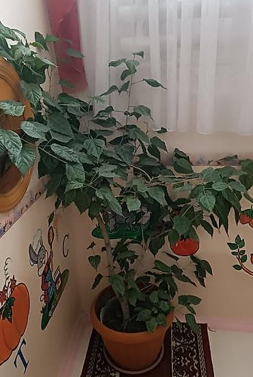 стар: Предлагаются комнатные растения в горшке (Китайская роза, фикус). Это — 3