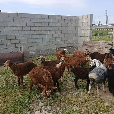 Животные: Продаю | Ягненок | Для разведения — 4