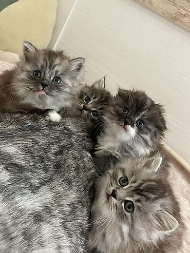 ежик живой: Пушистый комочек ищет добрые руки . Девочка смешанная порода сибирской — 3