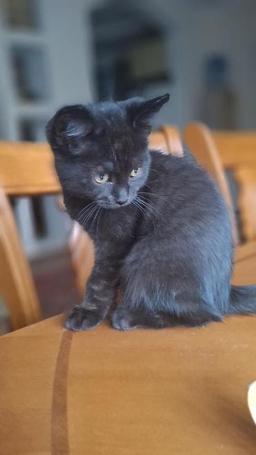 Ветеринар кызматы: Скотиш Страйт (Шотландиялык тик кулактуу), 2 айлык, Эркек, Кара, Лотокко барууга үйрөтүлгөн — 5