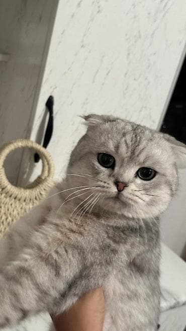Вязка кошек: Вязка: Скотиш Фолд (Шотландская вислоухая), Мальчик, 2 года, С прививками, Серый — 3