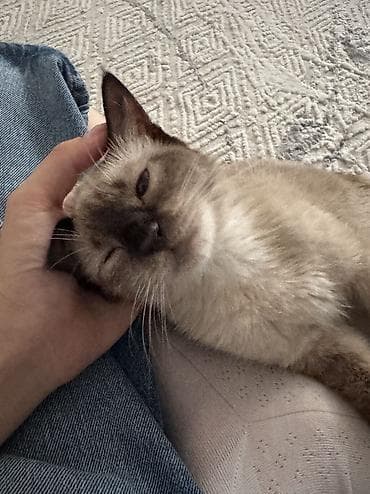 симс: Кошка даром: Сиамская, 4 месяца, Девочка — 4