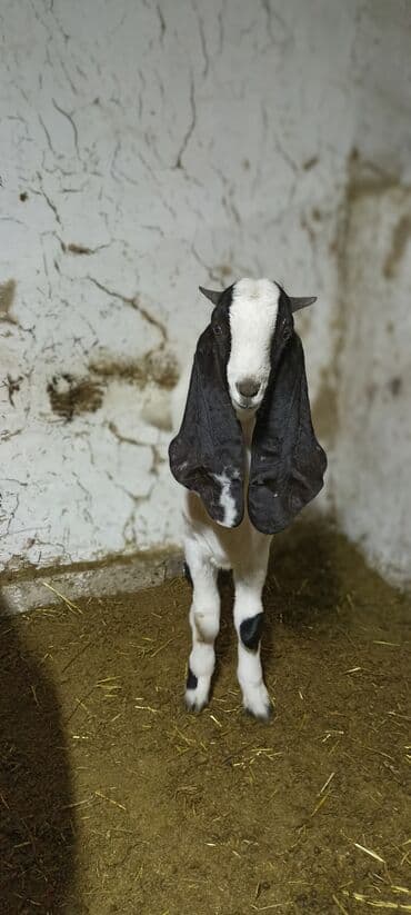 продажа щенков немецкой овчарки с документами в бишкеке: Продаю | Козёл (самец) | Битал | Для разведения | Осеменитель — 6