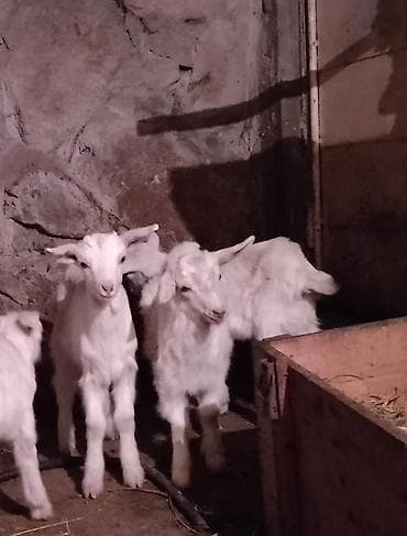 коозу кой: Продаю | Козлёнок | Зааненская | Для разведения | Племенные — 6