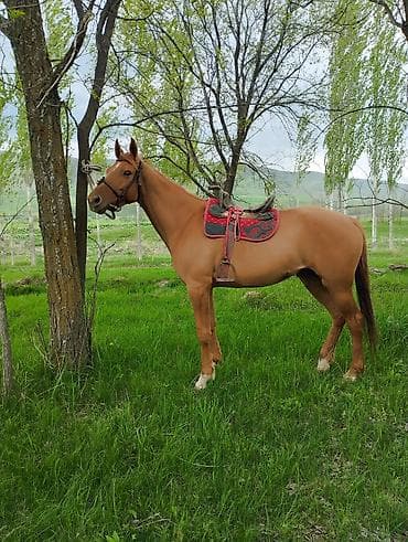 алабай собака цена: Продаю | Кобыла (самка) | Для разведения | Племенные — 1