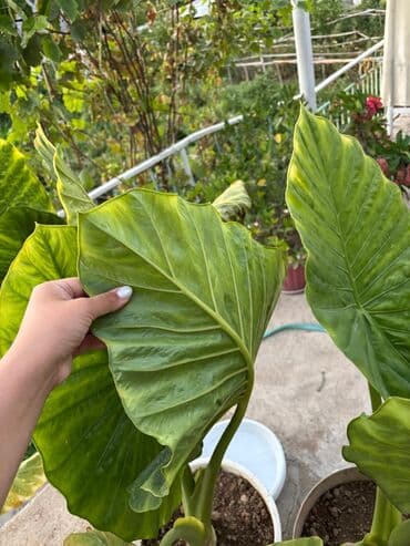 каллы цветы: Для оптовых покупателей предусмотрены скидки! Алоказия — цветок — 4