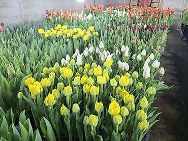 новогодние свитера: Тюльпаны срезка и луковицы - Разнообразие сортов и окрасок — 4