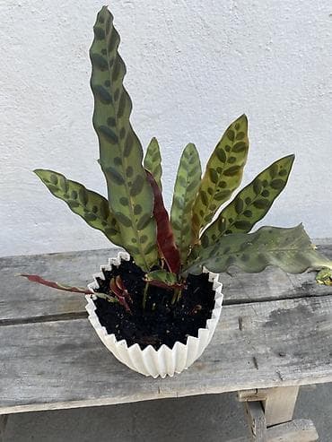 калате: Калатея лансифолия (Calathea lancifolia, «гремучая змея») в — 3