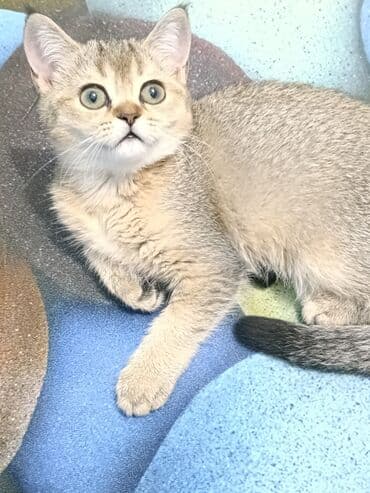 Скотиш Страйт (Шотландская прямоухая), 2 месяца, Девочка