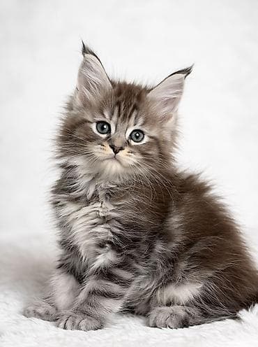 мейкун даром: Питомник мейн-кунов — породистые котята - Порода: Maine Coon — — 4