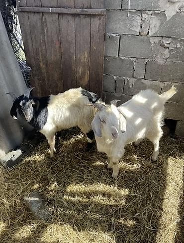 меренос козу: Продаю | Козёл (самец) | Для разведения | Племенные — 1