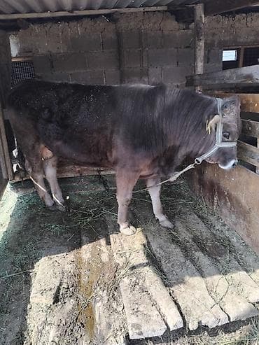 А/ч жаныбарлары үчүн тоюттар: Сатам | Бука (эркек) | Бордоп семиртүү үчүн | Байланган — 2