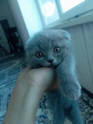 котенок скотиш фолд: Скотиш Фолд (Шотландская вислоухая), 2 месяца, Мальчик, Серый, Приучена к лотку — 1