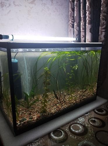 Үй жаныбарлары үчүн товарлар: Продаю аквариум полный комплект на 50 литров в комплект аквариума — 2