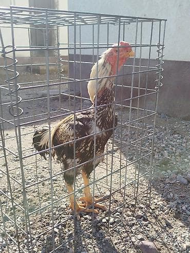 коррекция фар бишкек: Электровелосипед, Б/у — 3