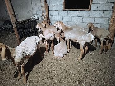 романовский баран: Продаю | Баран (самец) | Арашан — 2