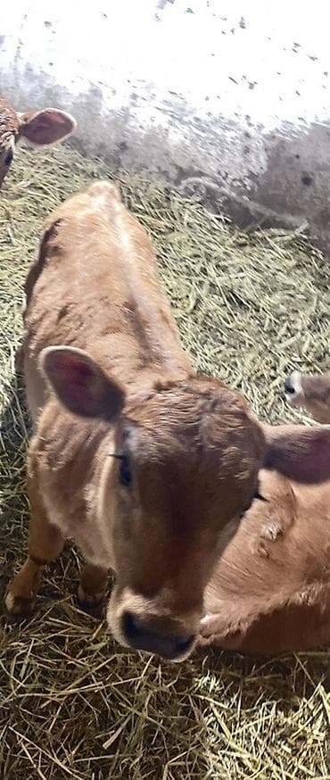 жаны уйлор: Сатам | Уй (ургаачы) | Аргын | Бордоп семиртүү үчүн | Кунажын — 2