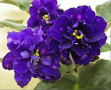 деткие: В продаже взрослые фиалки (цветущие и не цветущие 250-350)детки — 3