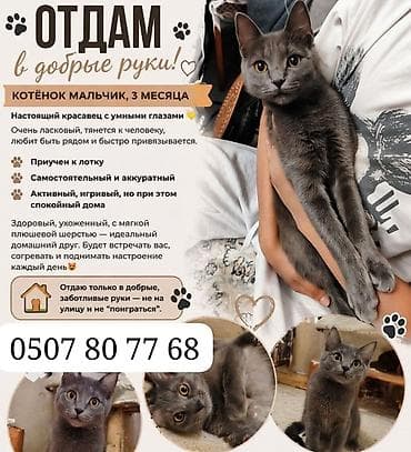кошка породистый: 3 месяца, Мальчик — 1