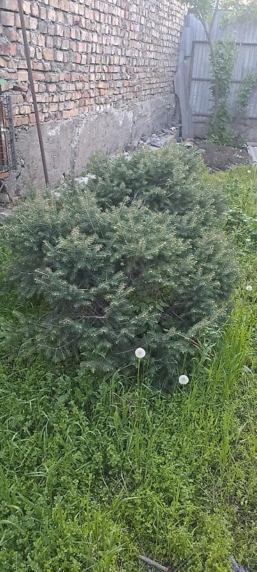 декоративные ели: Компактная хвойная декоративная ель (стелющаяся/шаровидная форма — 1