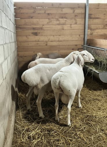 лоток для животных: Продаю | Баран (самец) | Арашан | На забой, Для разведения | Племенные, Осеменитель — 1
