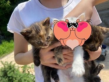 Котята, помёт из нескольких окрасов: - два черепаховых (чёрно‑рыжие с