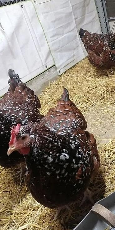 станки для бритья: ПРОДАЮ Мочалки . Ручная вязка, массажный эффект, легко пенится — 5