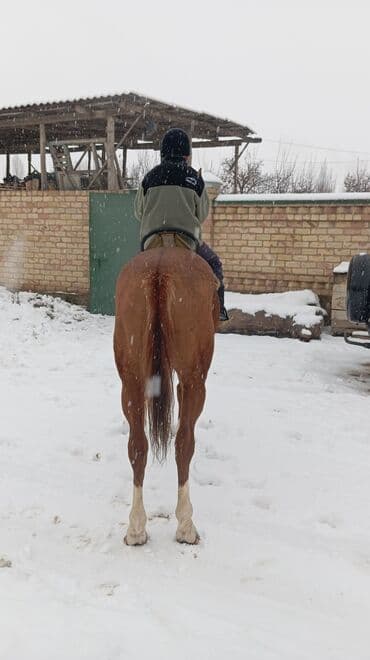 дом животных: Продаю | Конь (самец) | Полукровка | Конный спорт | Племенные — 2