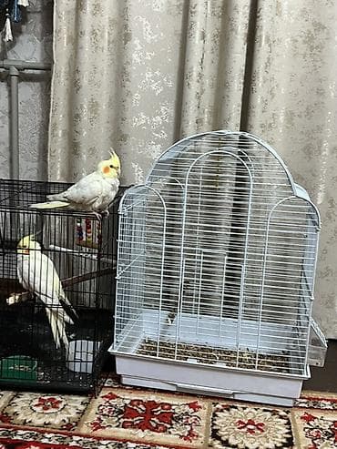 Продаю три попугая кореллы 2 самца и одна самка Клетка для птиц