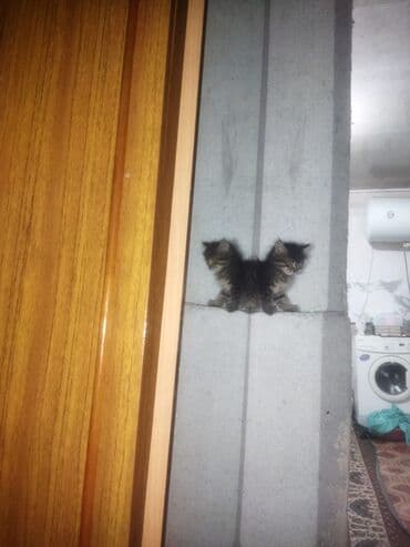 котики в оше: Мый мый 1,5айлык,тентек таза жуунуп турат жума сайын ким жакшы карайм — 9