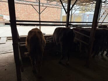 малек форели: Продаю | Бык (самец), Музоо, торпок | Для разведения — 7