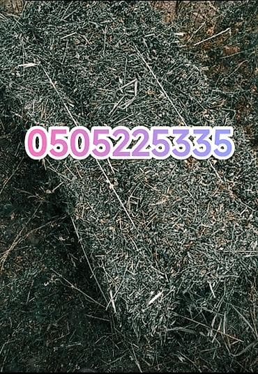 купить рыбу клоуна: Полядан беде сатылат!!!Биринчи кос!САМОВЫВОЗ!!!дареги:Толок — 1