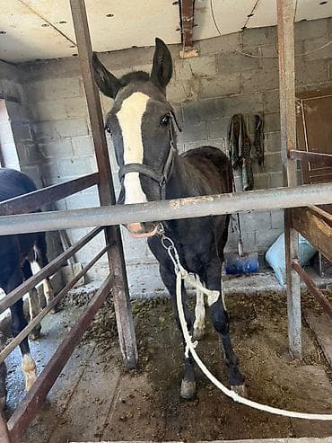 ат бычмал: Продаю | Жеребец | Рабочий — 4