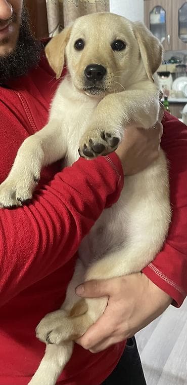 Лабрадор-ретривер, 2 месяца, Самка, С прививкой