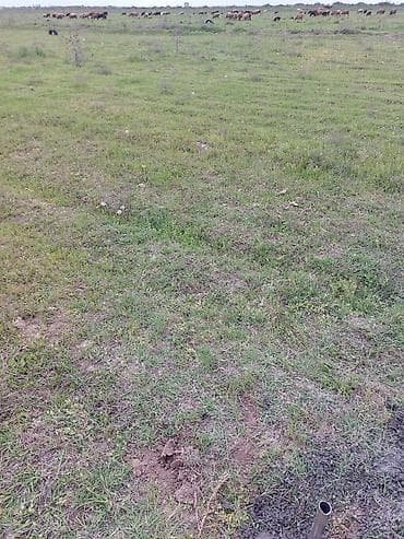 с хоз назначения: 4 соток, Для сельского хозяйства, Красная книга — 2