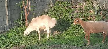 говяжьи ноги: Продаю | Овца (самка) | Для разведения | Матка — 1