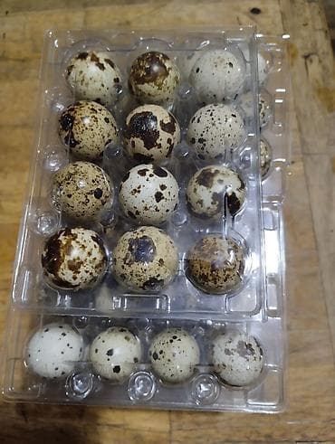 Көк чөптөр жана микро жашылчалар: Перепела и перепелиные яйца - Охлаждённые тушки перепела — 4