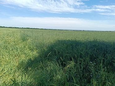петровка кыргызстан: 720 соток, Для сельского хозяйства, Тех паспорт — 5