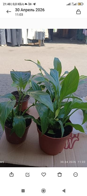 растение денежное дерево: Спатифиллум (Spathiphyllum) в горшке - Компактные кустики в — 1