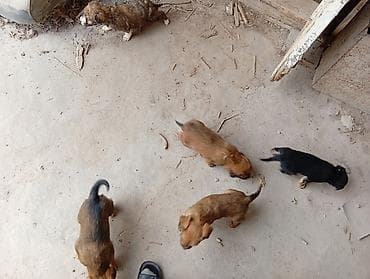 щенки ротвейлер: Щенки помеси (метисы), помет из 5 малышей. Окрас преимущественно рыжий — 3