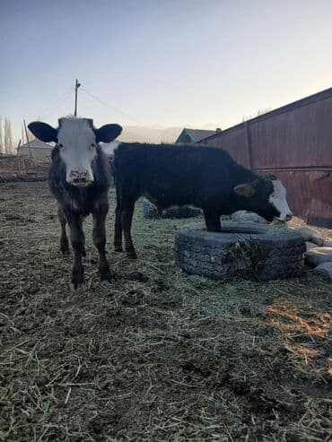 продажа кормов для сельскохозяйственных животных: Продаю | Бык (самец) | Полукровка, Алатауская | На откорм — 2