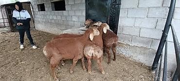 купить экзотических животных: Продаю | Баран (самец) | Для разведения | Племенные — 2