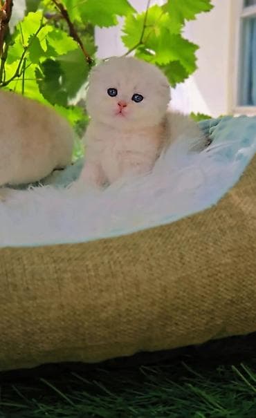 рэгдолл кошка: Шотландские котята. Scottish fold окрас серебристая шиншилла — 6