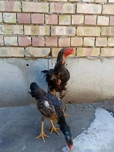 арашан ко: Сатам | Тооктор | Тебиштирүүчү | Көбөйтүү үчүн — 4