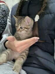 домик для кот: Котята ищут любящую семью и заботливые руки.Только в ответственные — 2