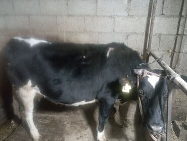 Продаю | Корова (самка) | Для молока at lalafo.kg Продаю | Корова (самка) | Для молока